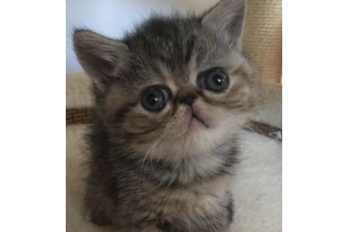 成約済の岡山県のエキゾチックショートヘア-31963の1枚目